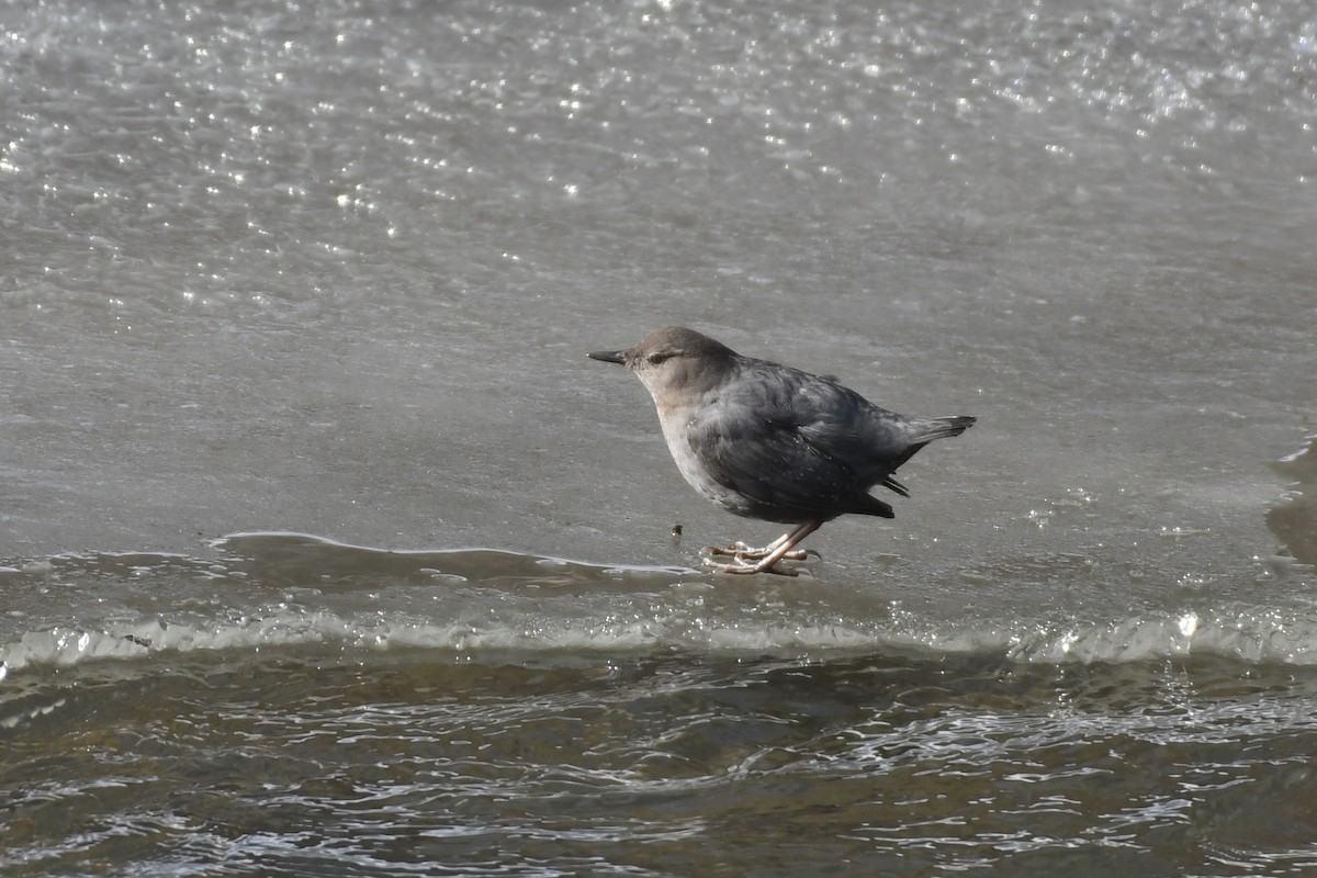 American Dipper - ML531575241