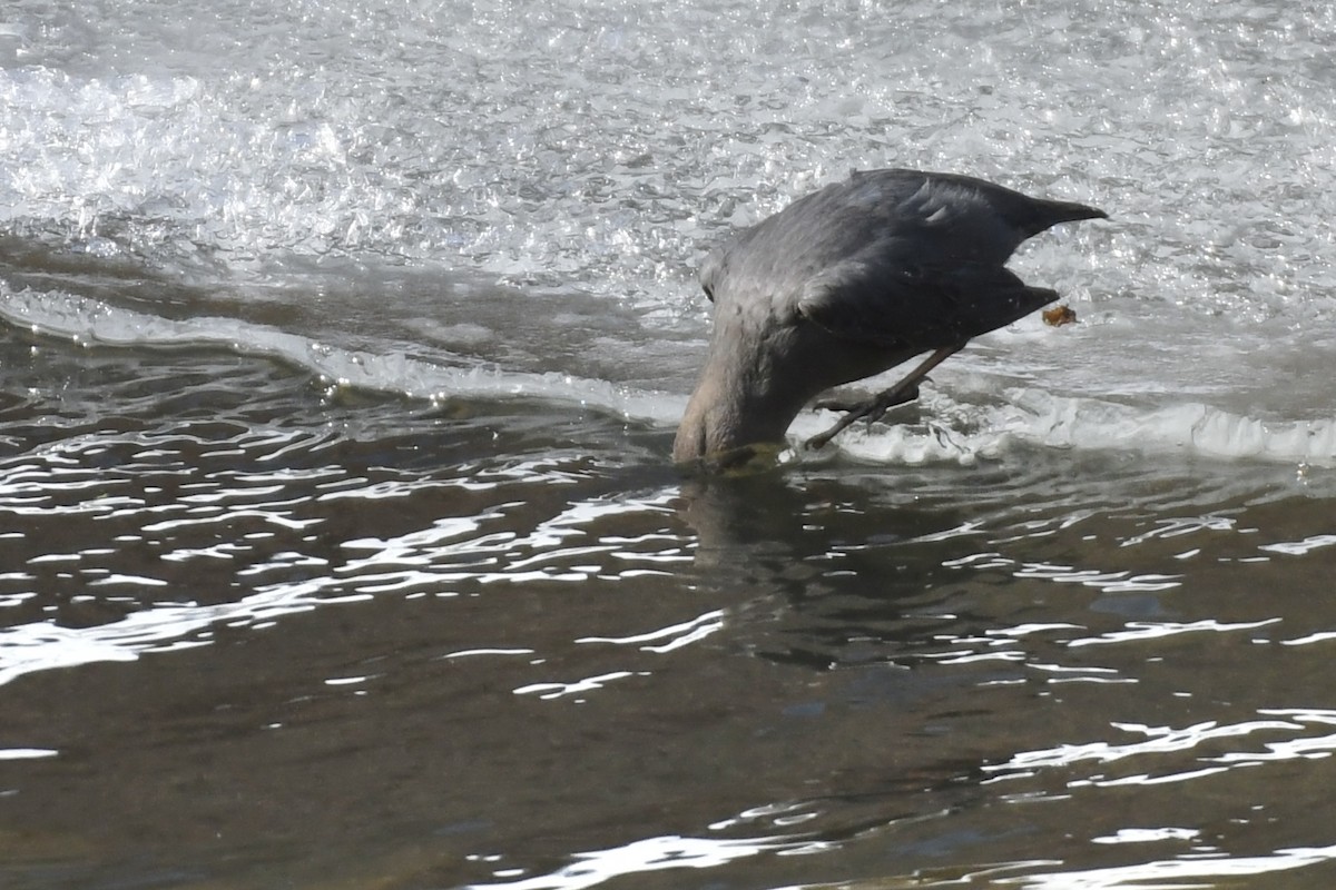 American Dipper - ML531575251