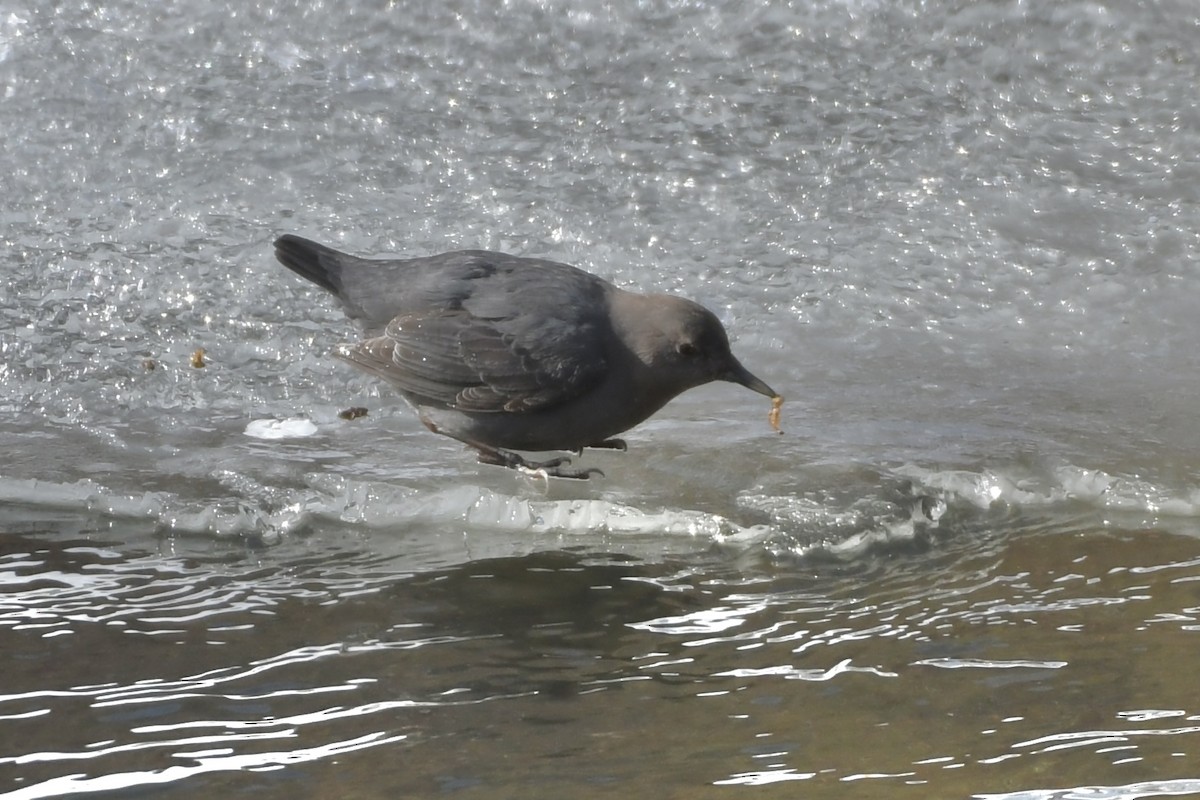 American Dipper - ML531575261