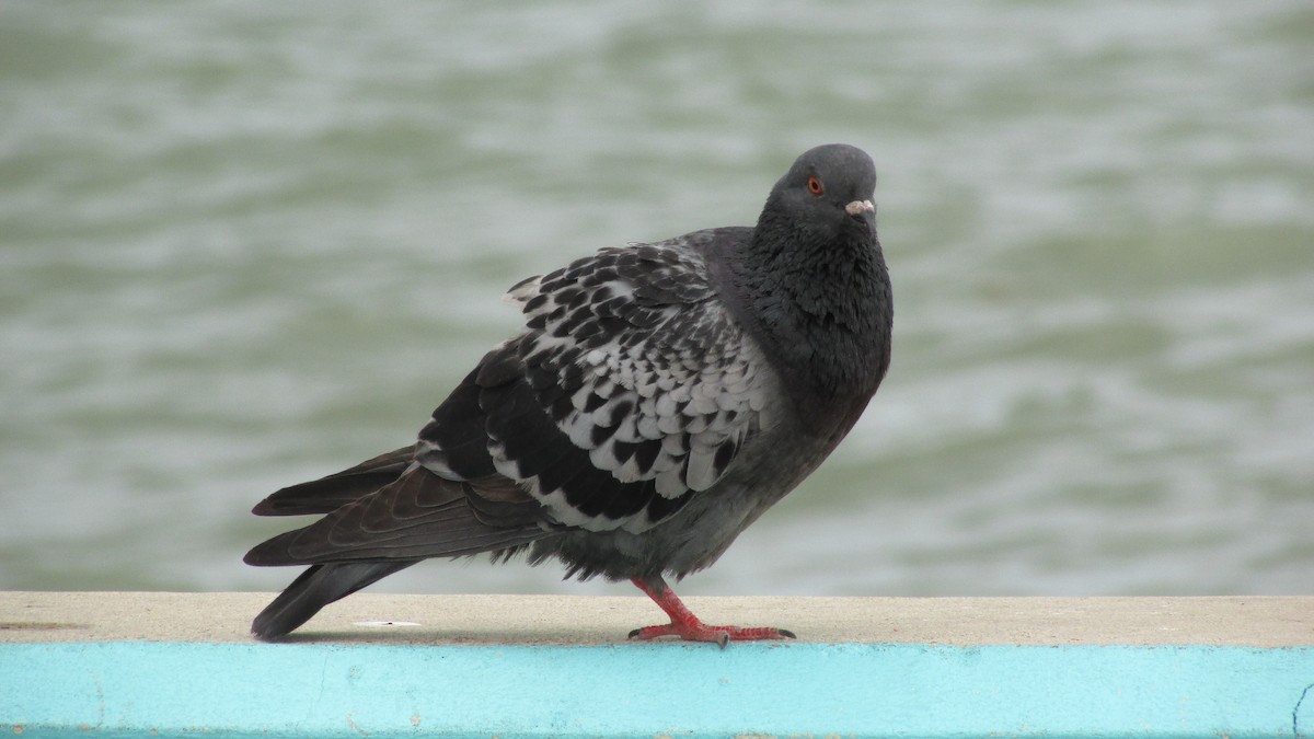 Pigeon biset (forme domestique) - ML531575281