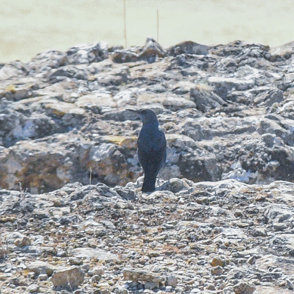 Blue Rock-Thrush - ML531575311