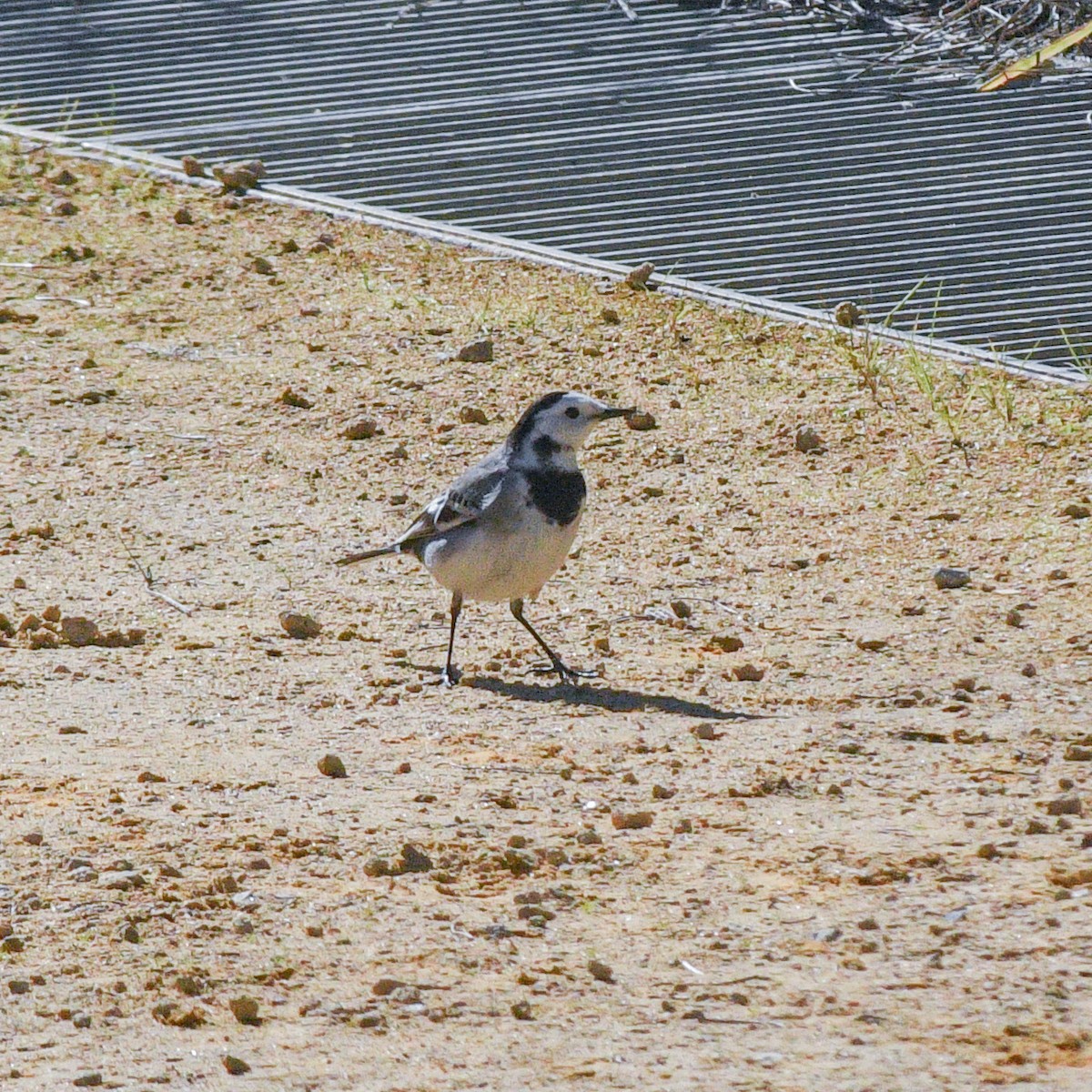 White Wagtail - ML531575551