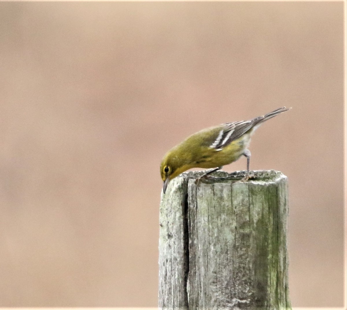 Pine Warbler - ML531576011