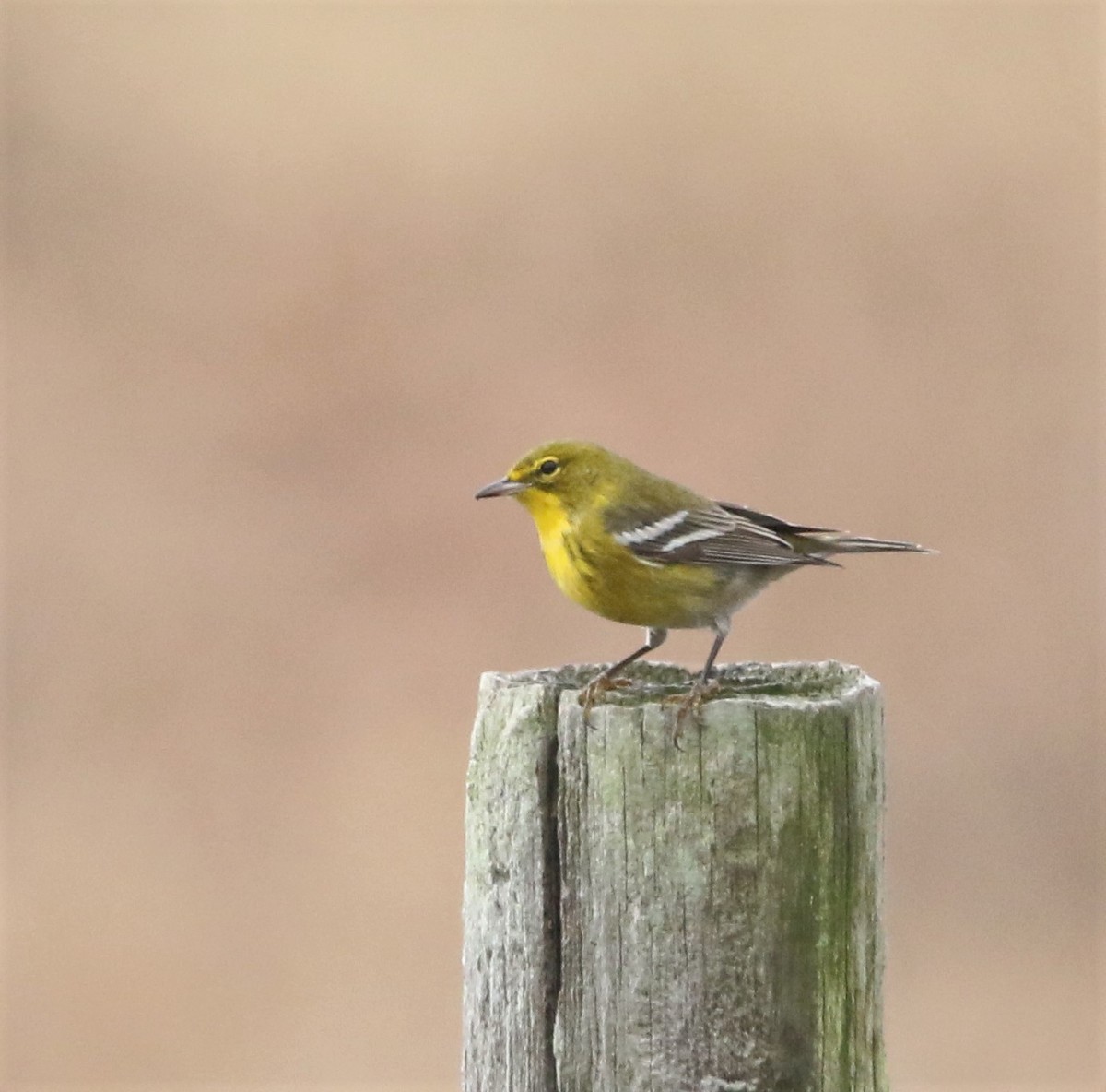 Pine Warbler - ML531576031