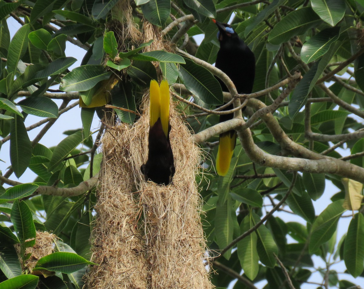 Black Oropendola - Colin Dillingham