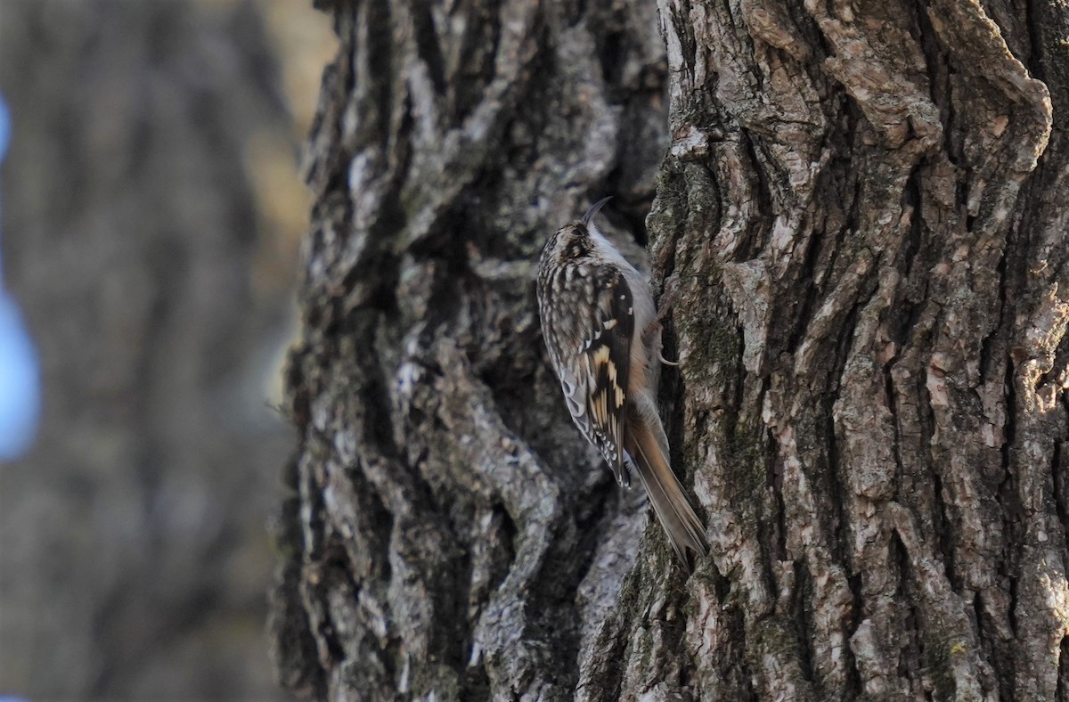 Brown Creeper - ML531577271