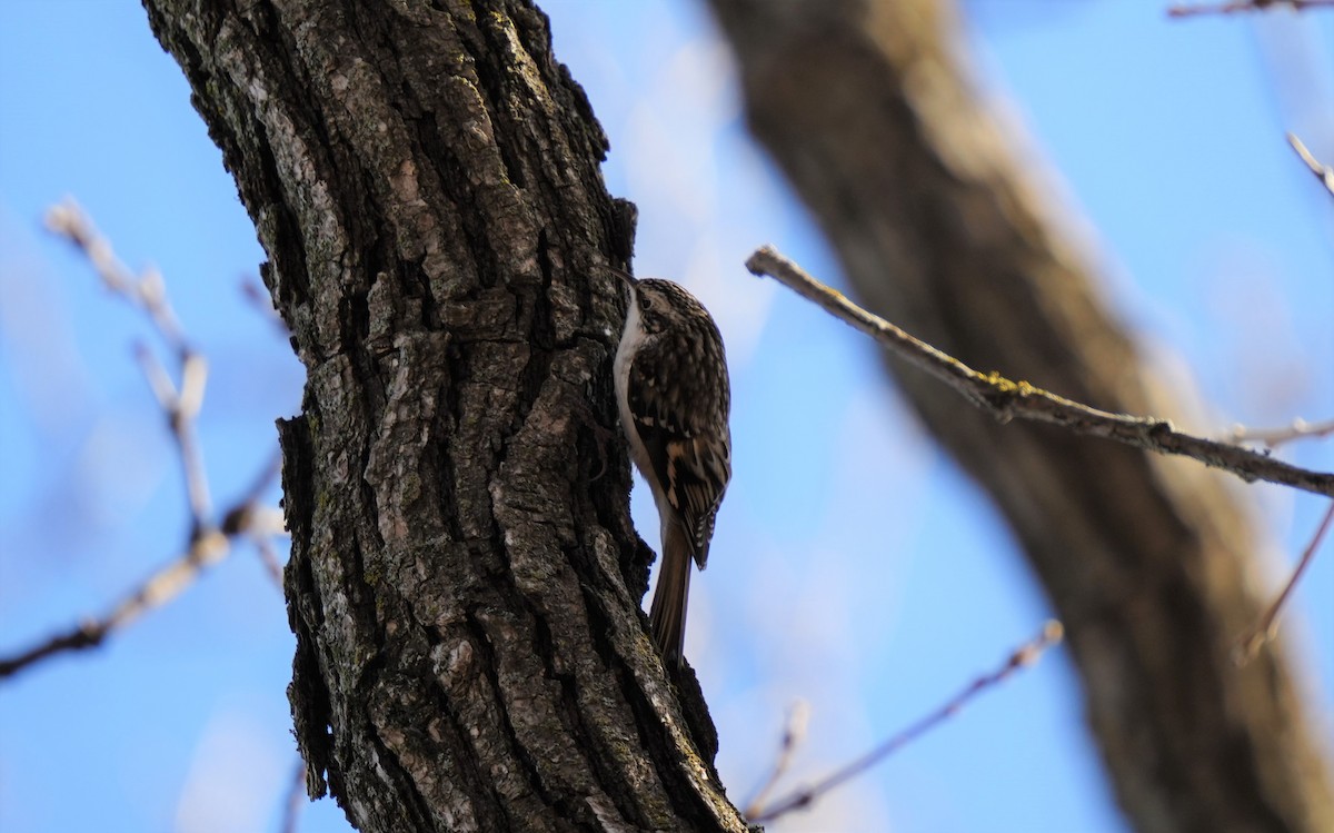 Brown Creeper - ML531577281