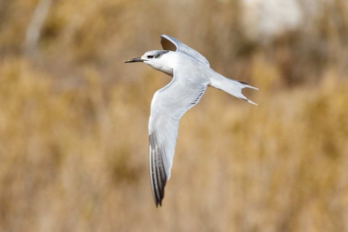 Charrán Patinegro - ML531577461