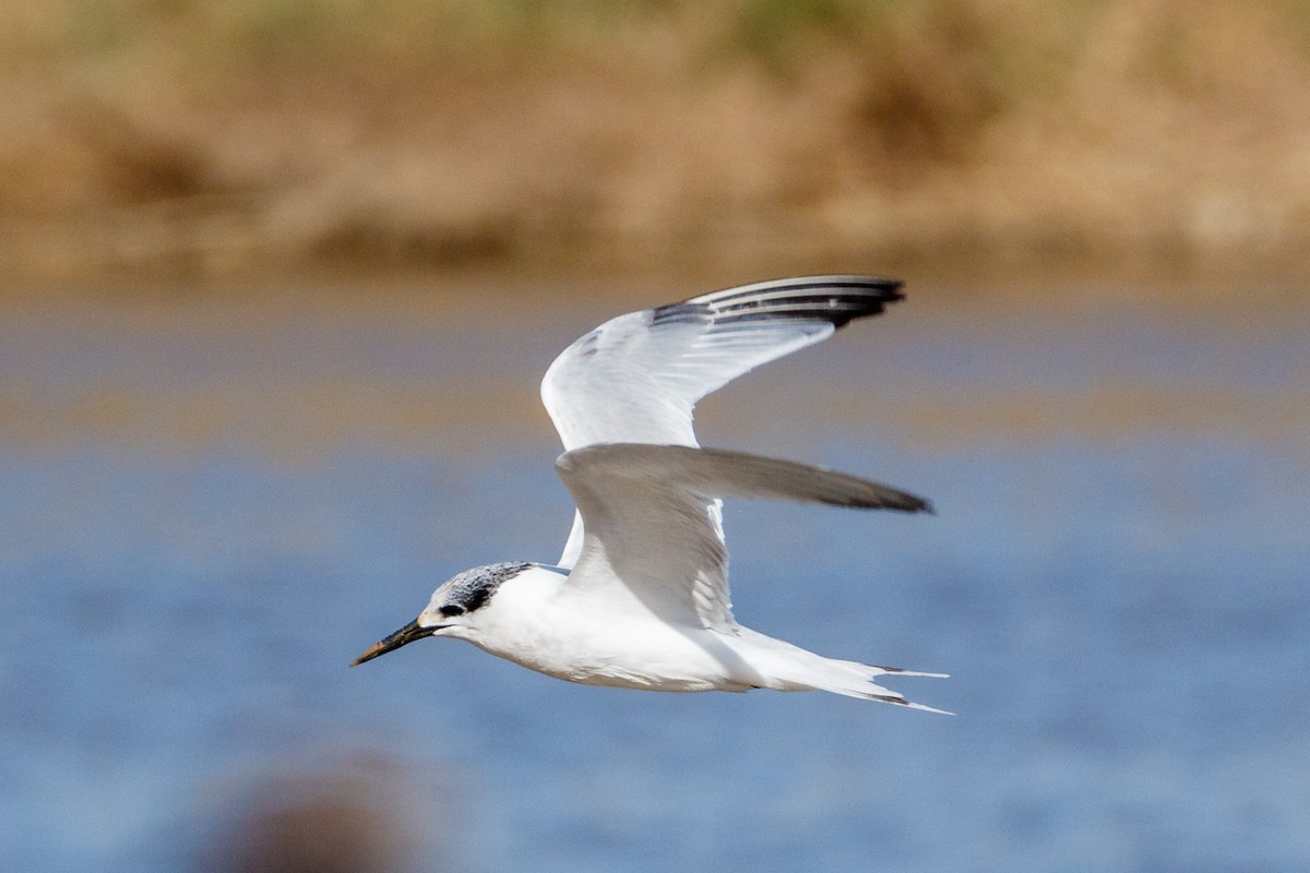 Charrán Patinegro - ML531577481