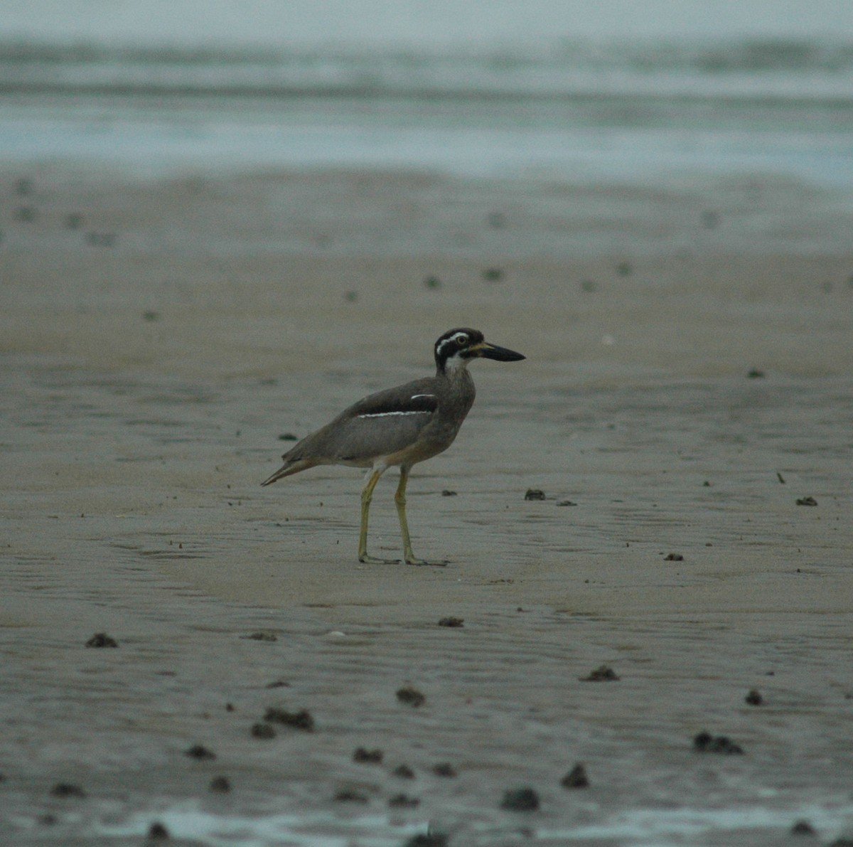 Beach Thick-knee - ML531577691