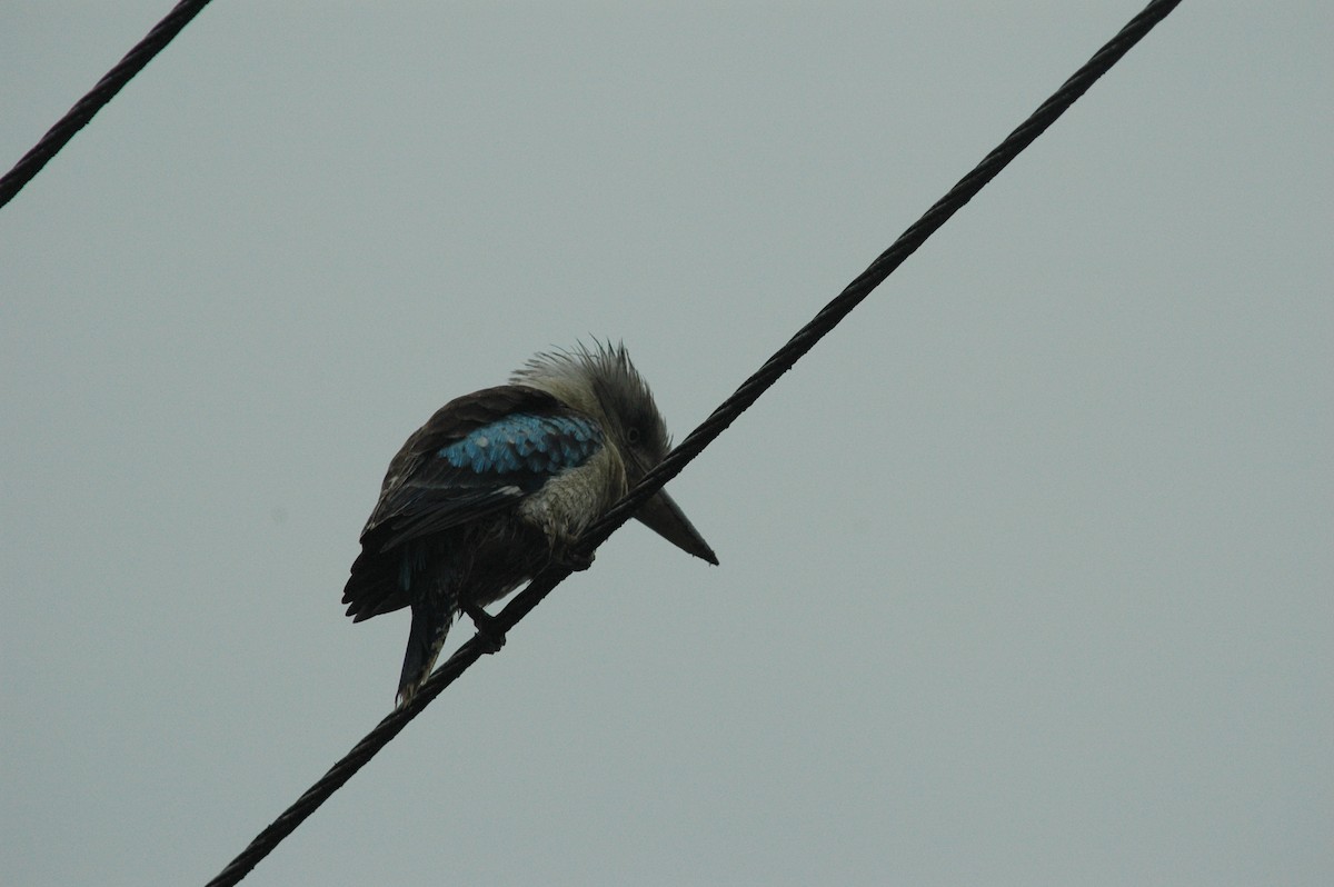 Blue-winged Kookaburra - ML531577801