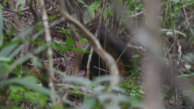 Blue-billed Curassow - ML531577851