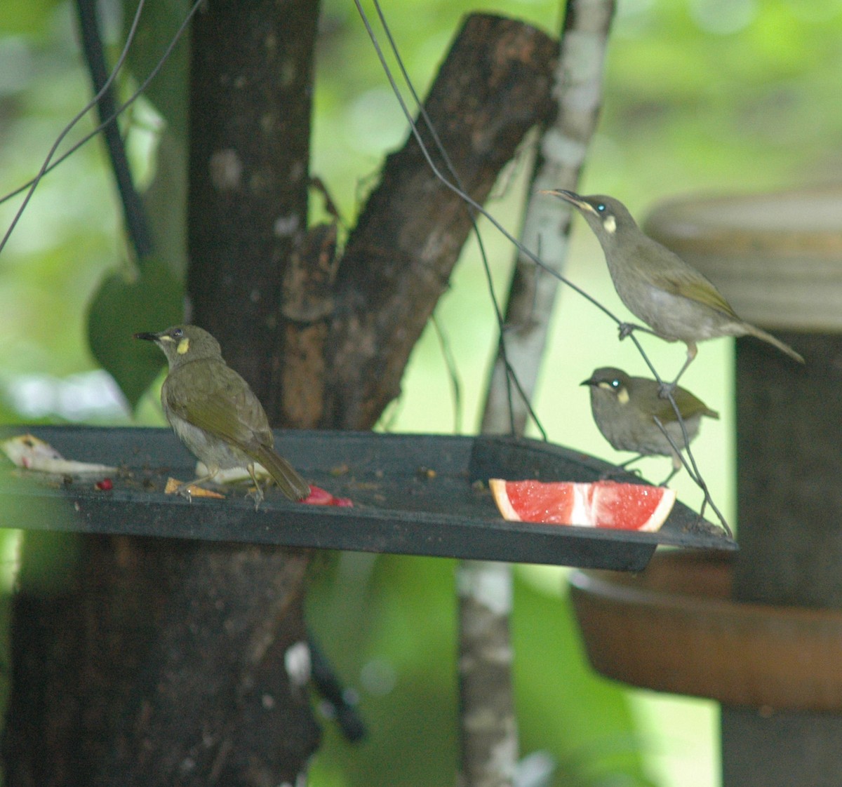 Yellow-spotted Honeyeater - ML531578251