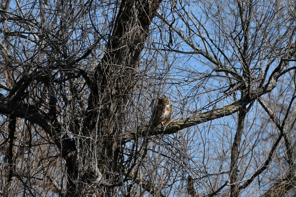 Great Horned Owl - ML531578361