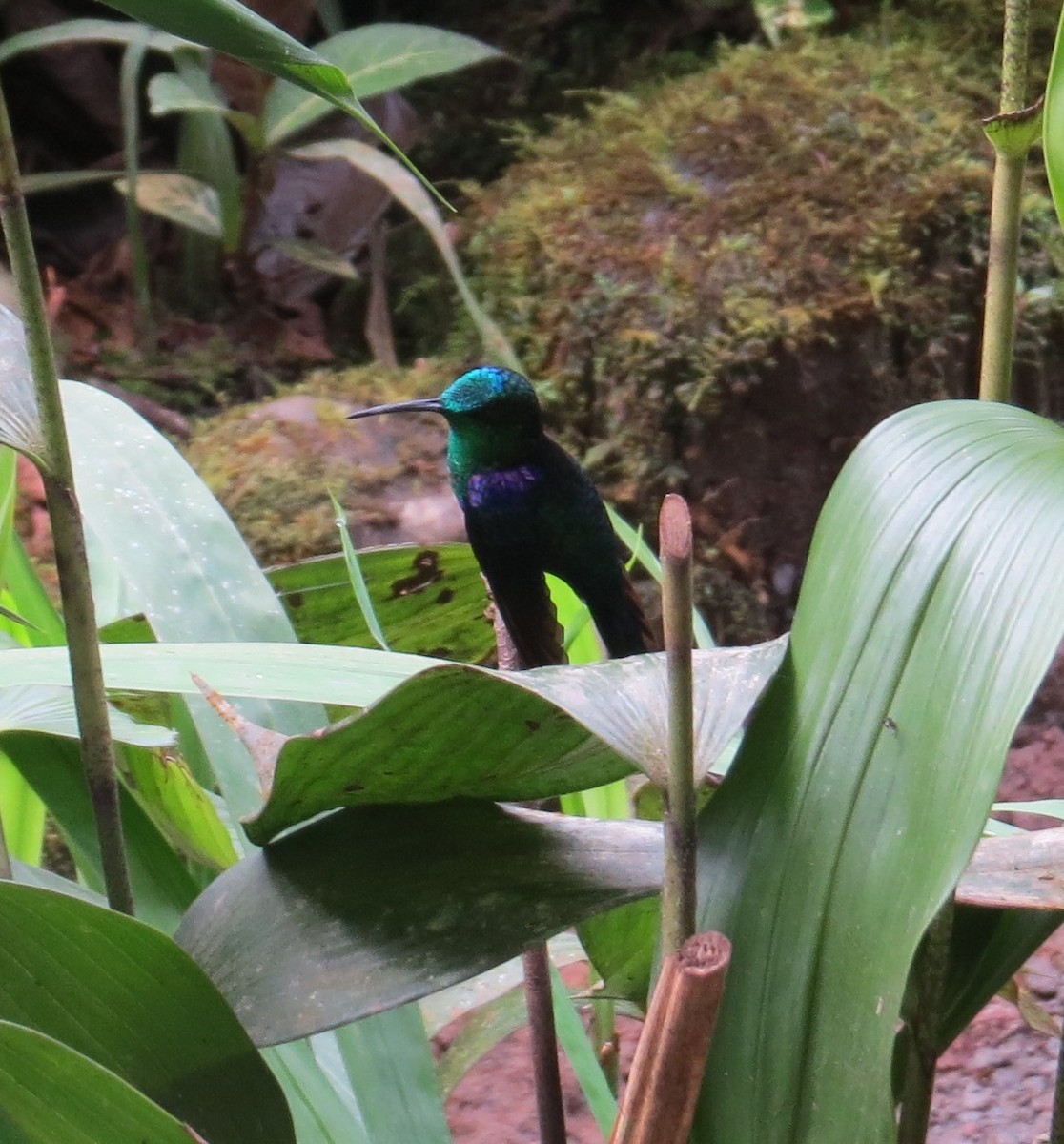 Crowned Woodnymph (Green-crowned/Emerald-bellied) - ML53157851