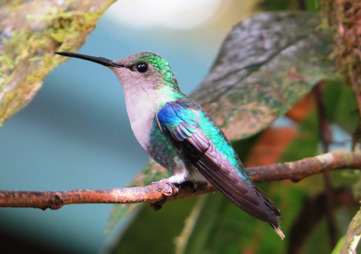 Crowned Woodnymph (Green-crowned/Emerald-bellied) - ML53157861