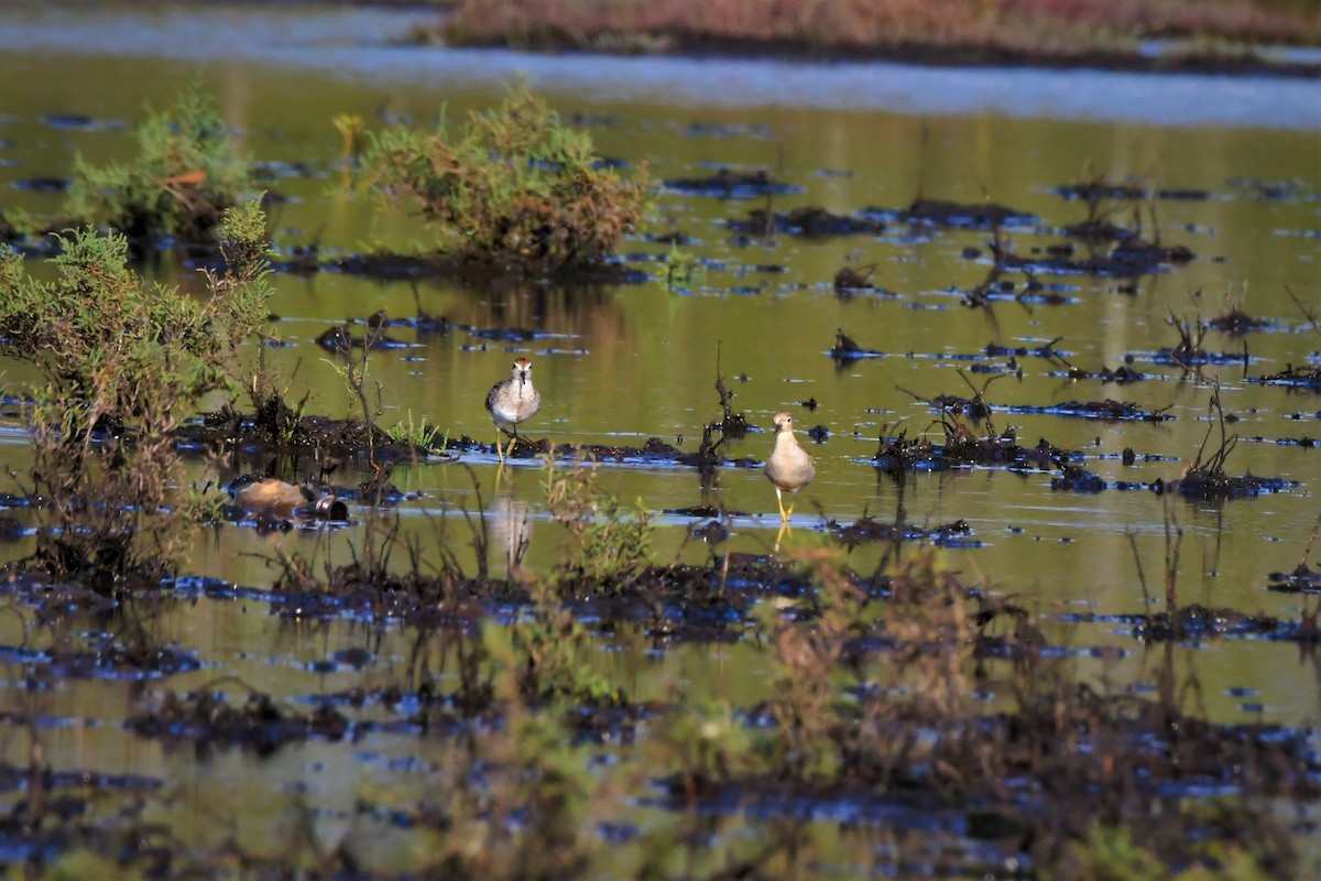 Buff-breasted Sandpiper - ML531581501