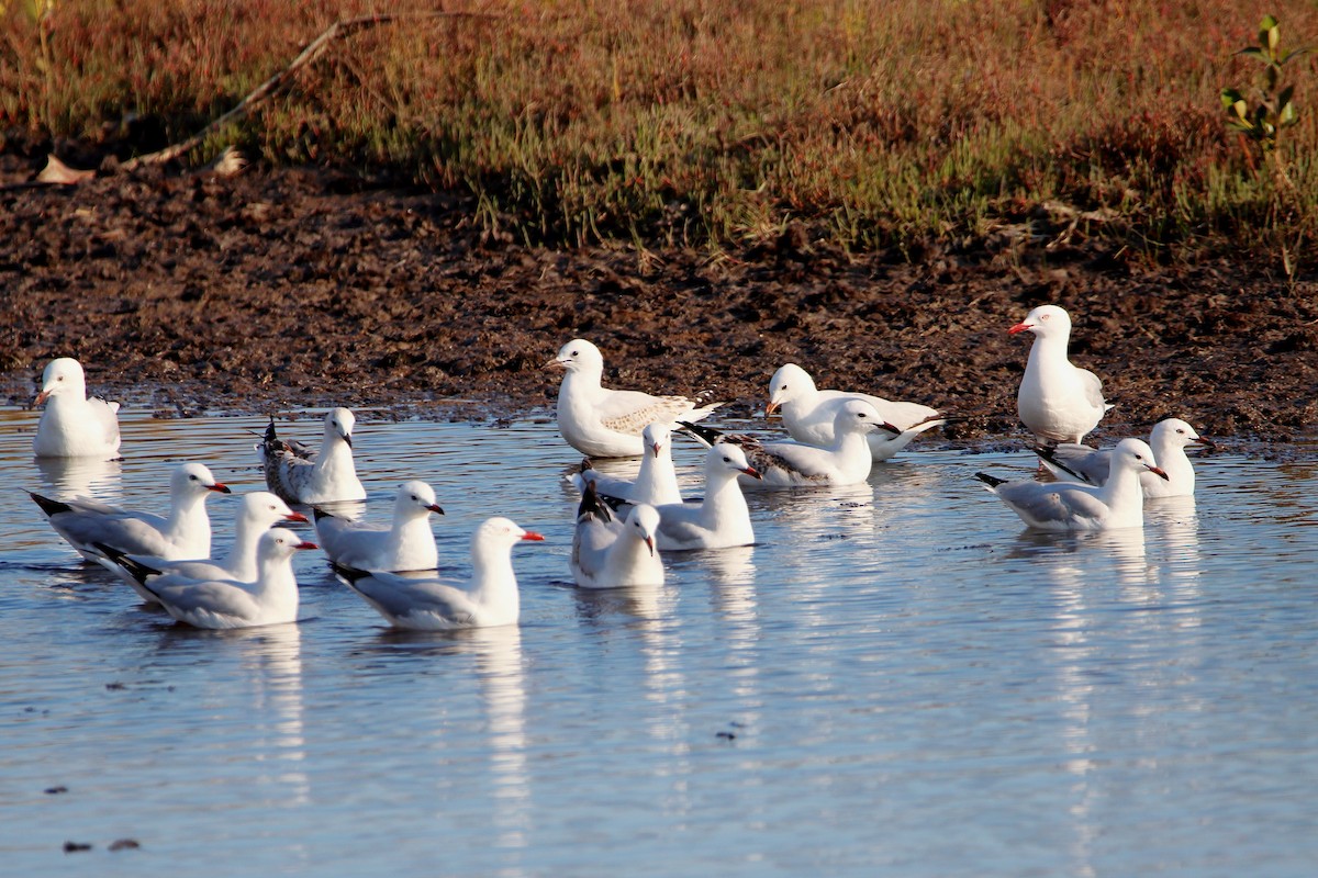 Silver Gull - ML531582931
