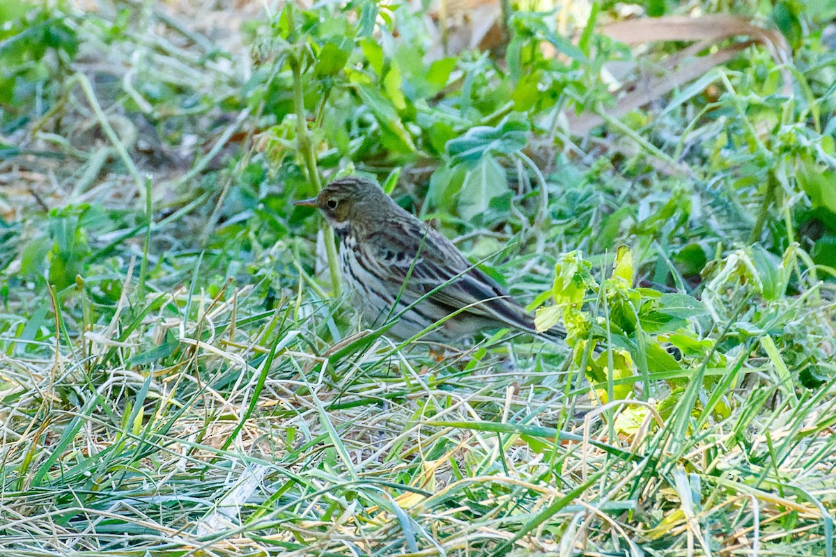 Bisbita Pratense - ML531583391