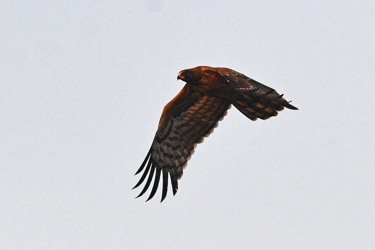 African Harrier-Hawk - ML531583971