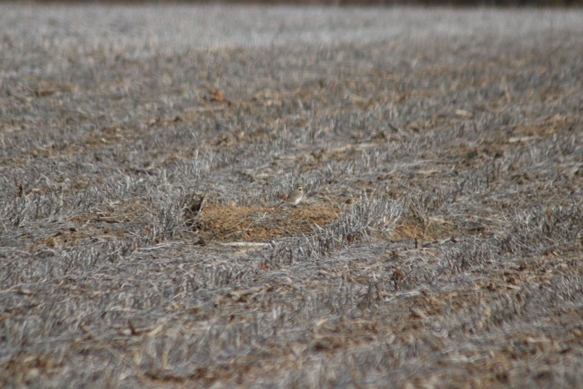 Horned Lark - ML531585001