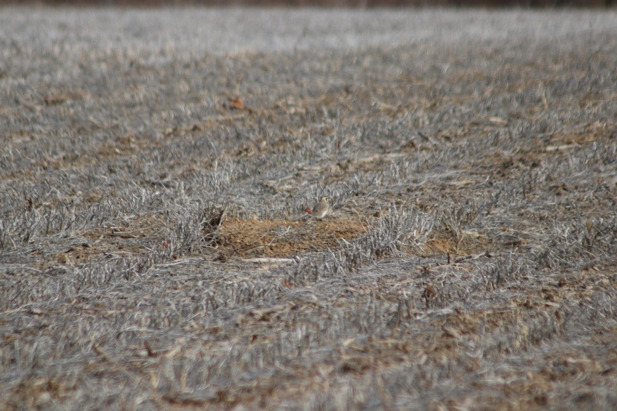 Horned Lark - ML531585011