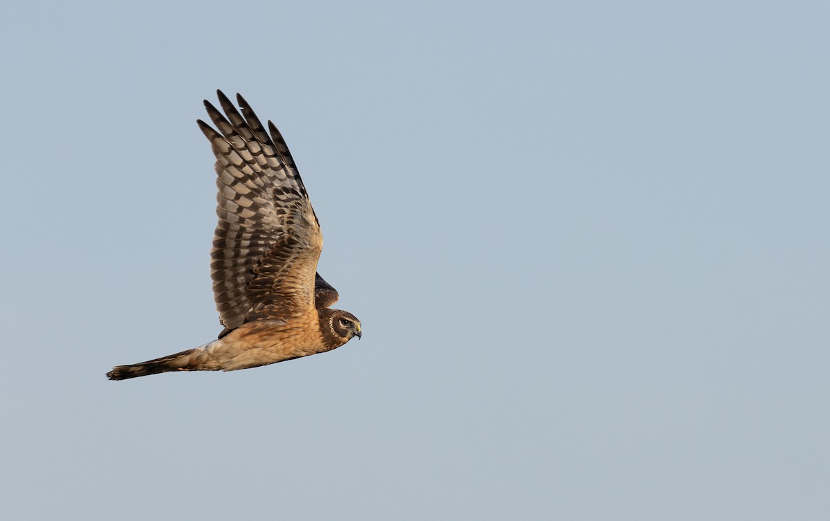 Northern Harrier - mark daly