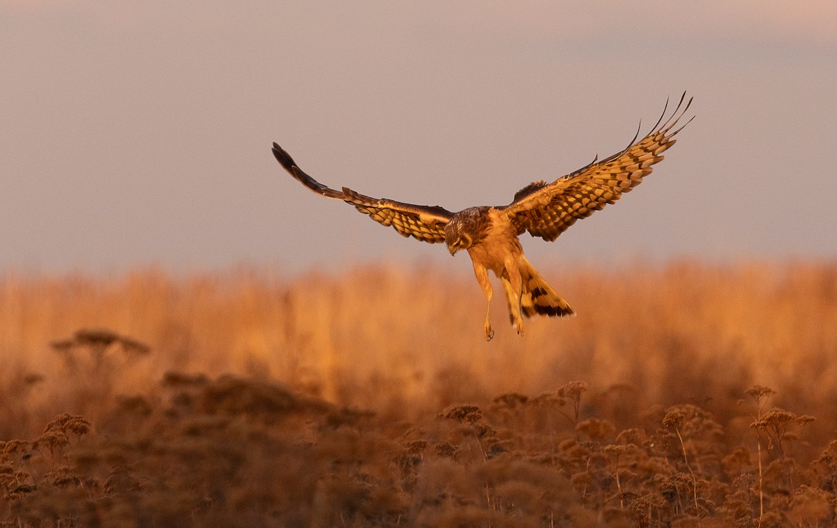 Northern Harrier - mark daly