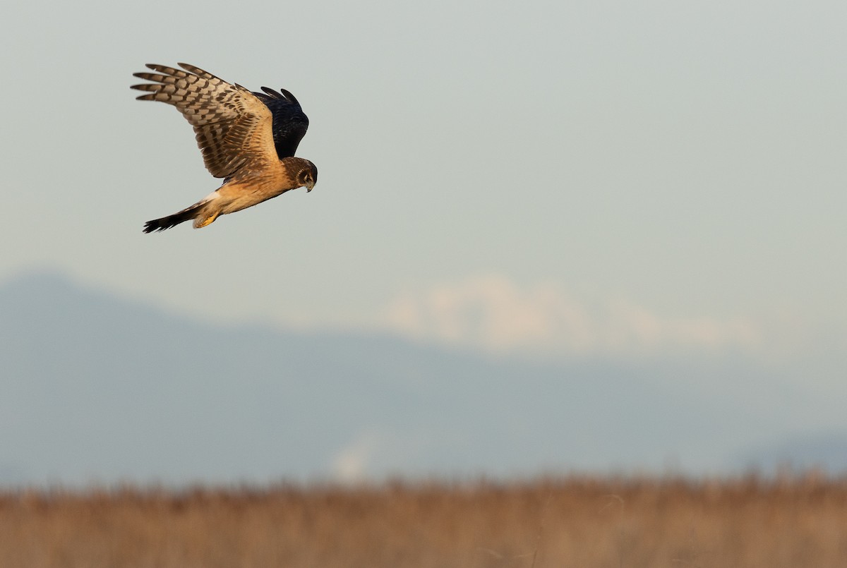 Northern Harrier - mark daly