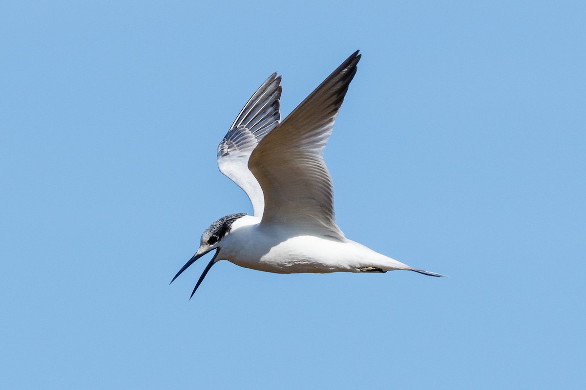 Charrán Patinegro - ML531585691