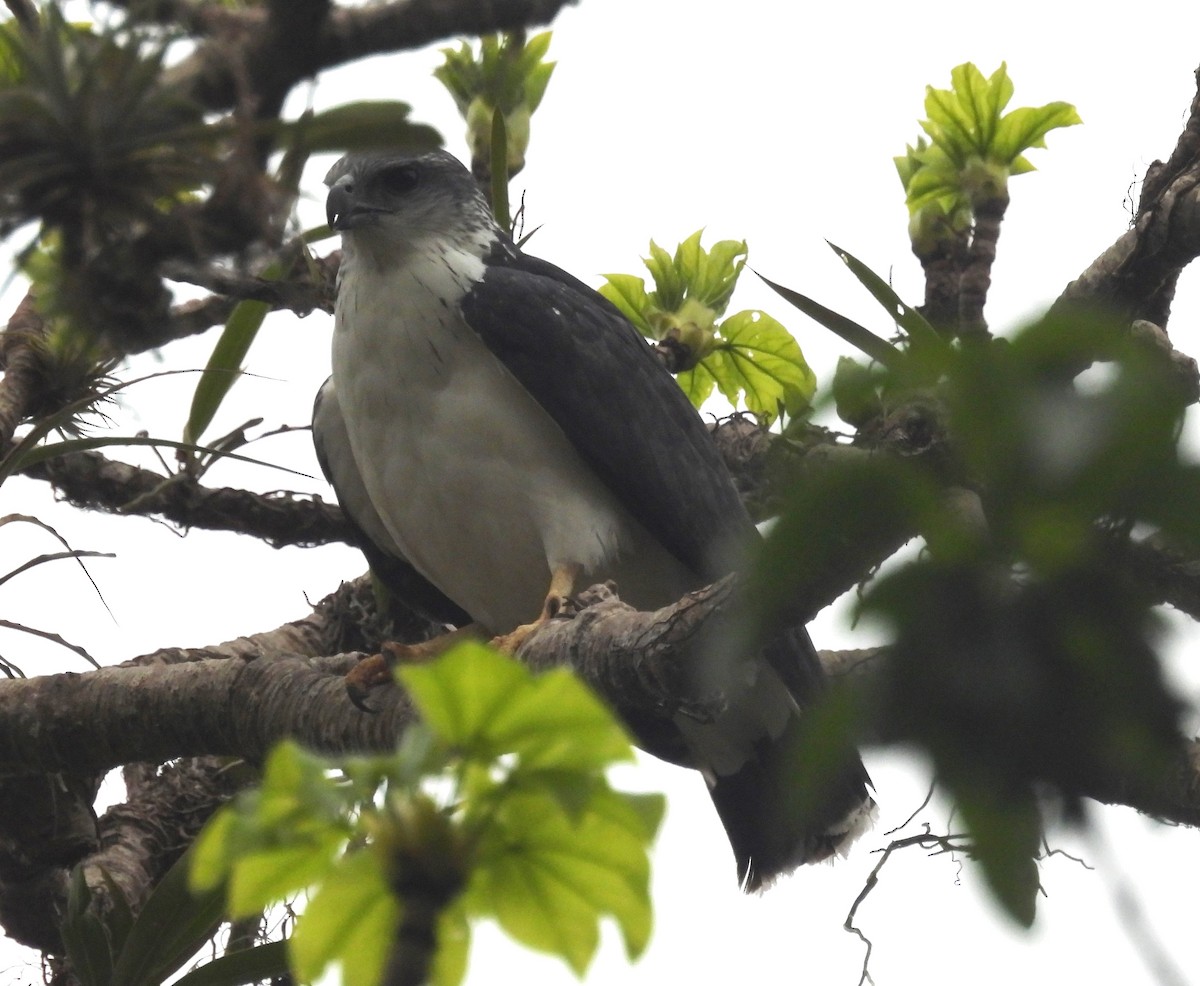 Gray-backed Hawk - ML531587161