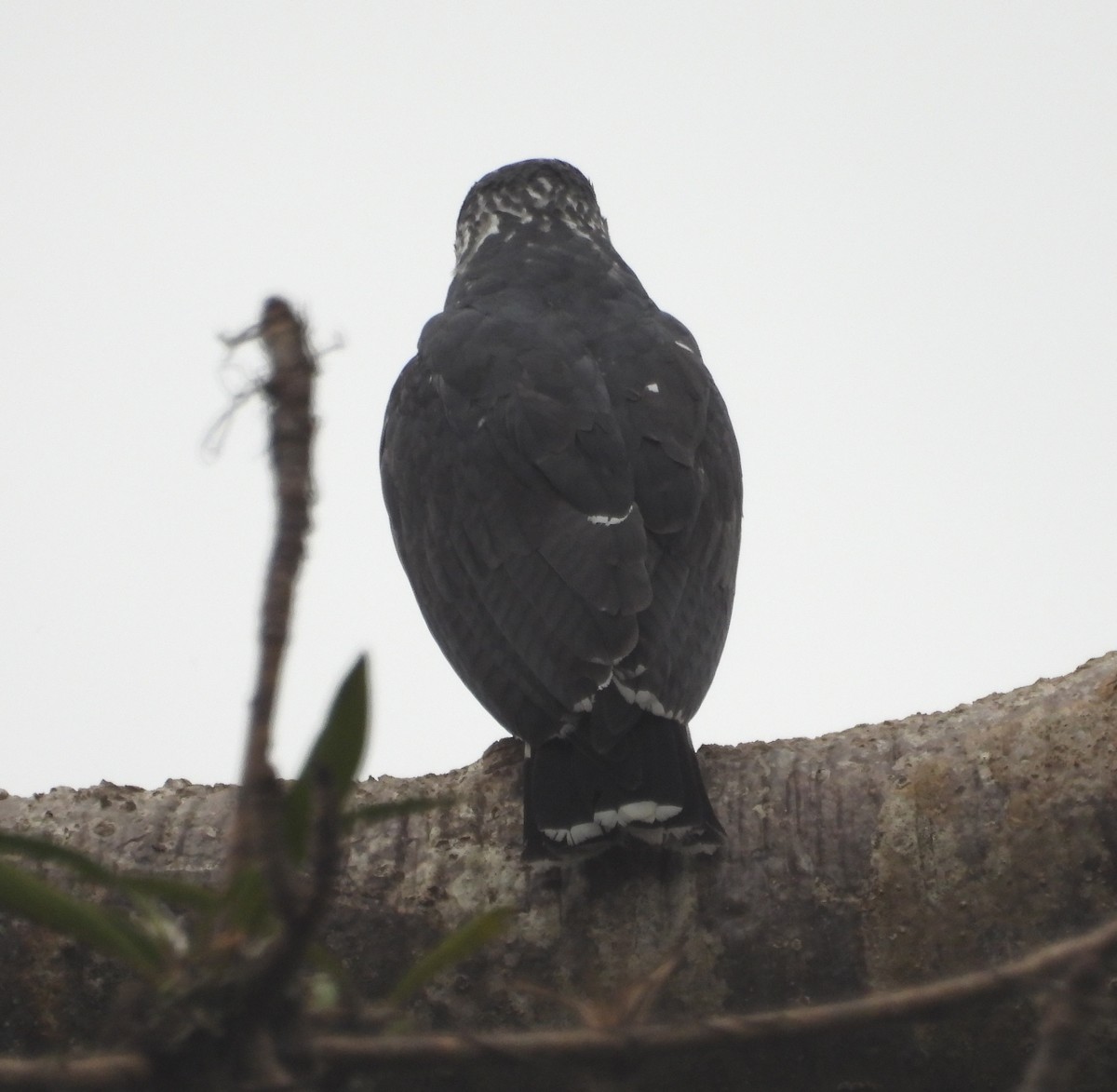 Gray-backed Hawk - ML531587181