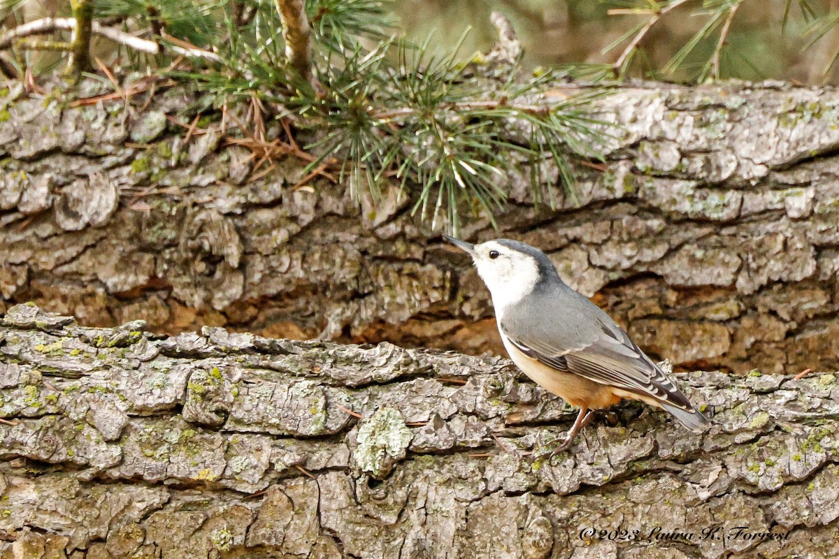 White-breasted Nuthatch - ML531588041