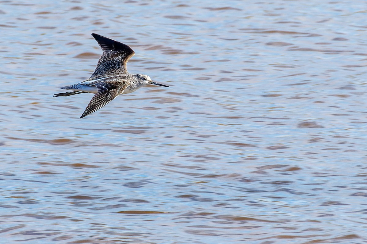 Common Greenshank - Carles Serrano