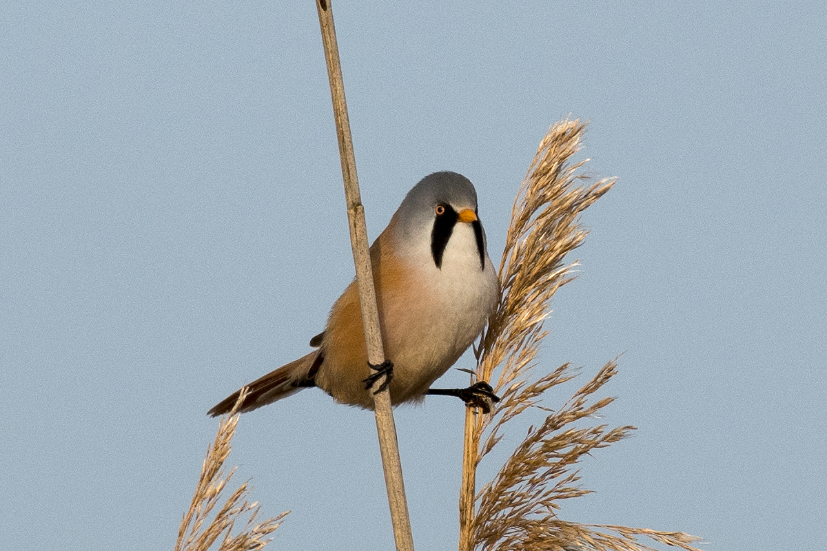 Bearded Reedling - ML53158991