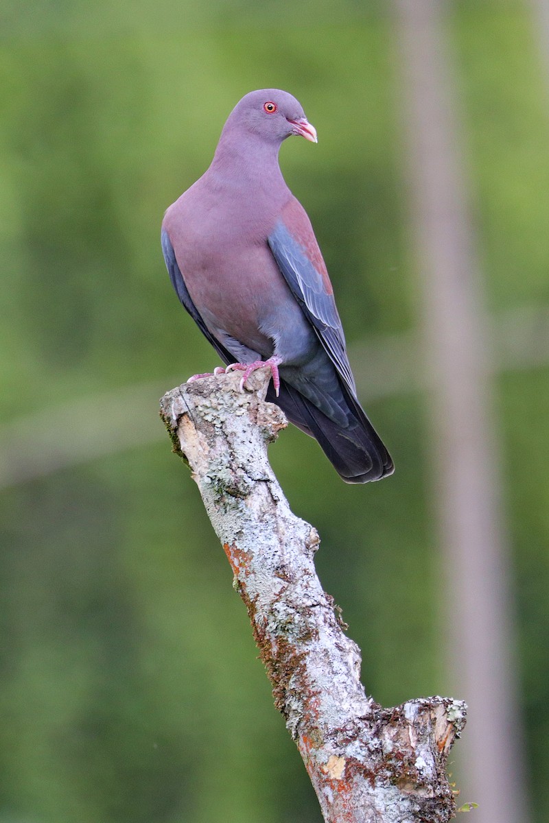 Red-billed Pigeon - ML531592721