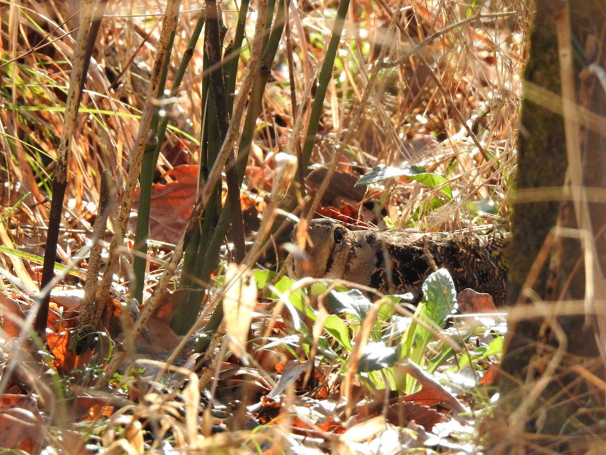 American Woodcock - ML531593951