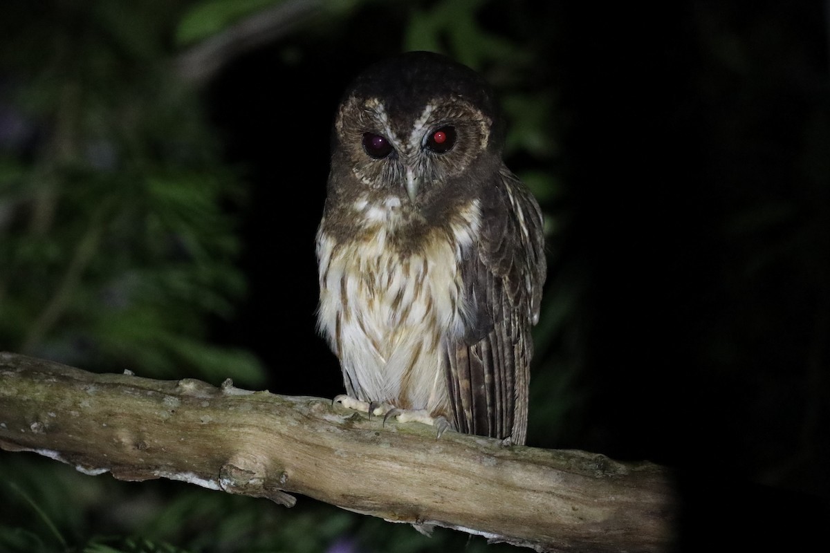 Mottled Owl (Atlantic Forest) - ML531595091