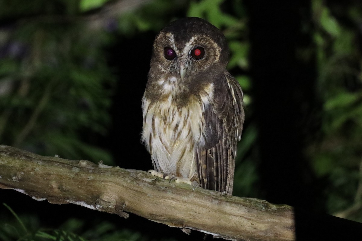 Mottled Owl (Atlantic Forest) - ML531595101