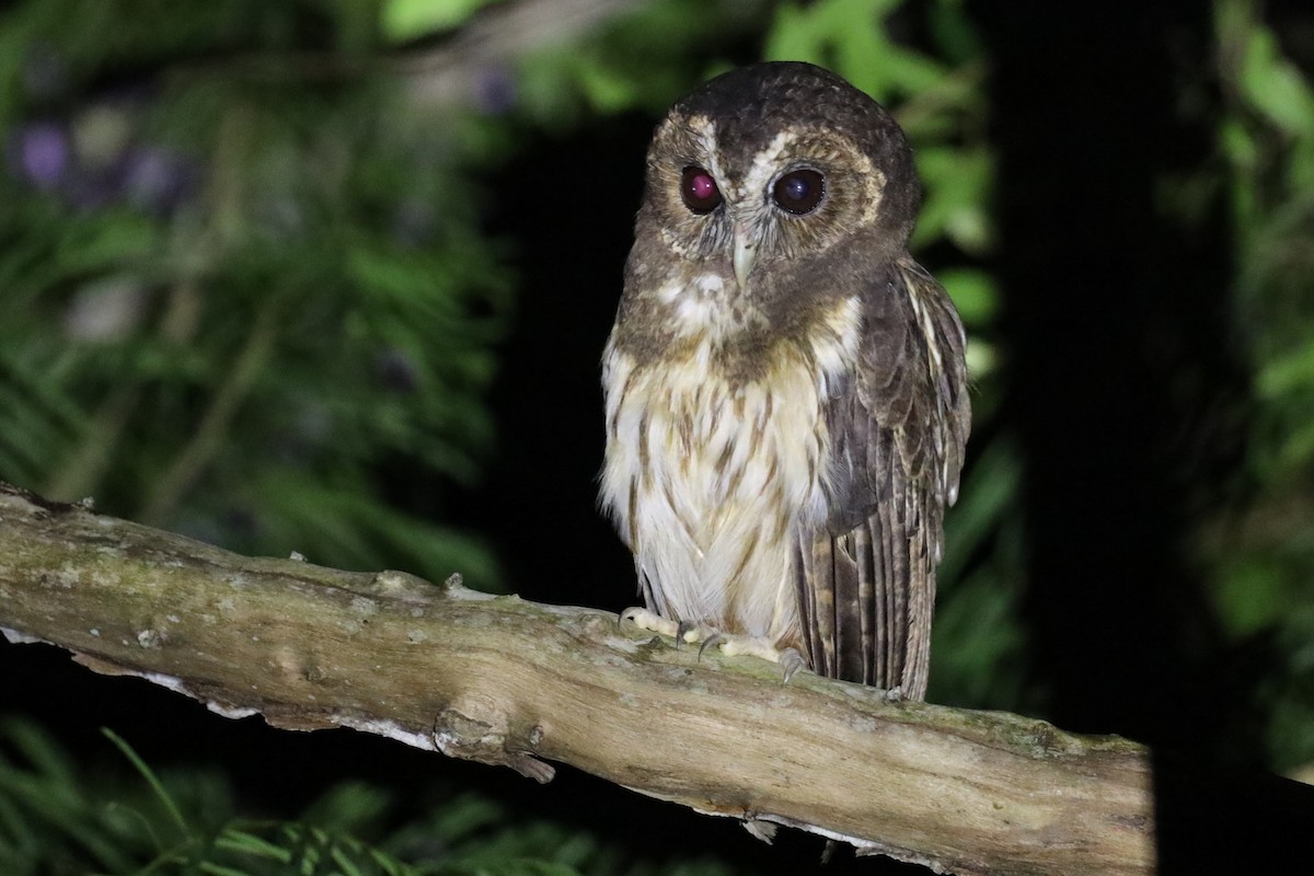 Mottled Owl (Atlantic Forest) - ML531595111