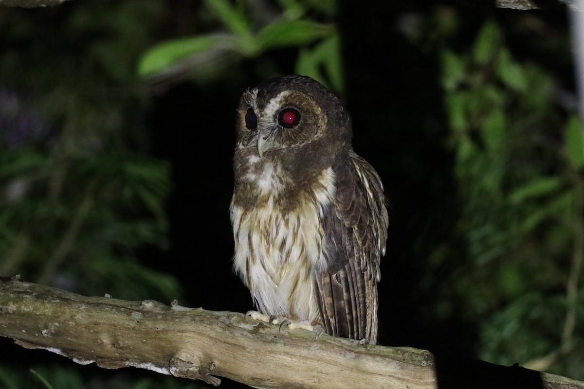 Mottled Owl (Atlantic Forest) - ML531595121