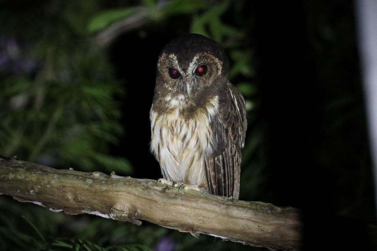Mottled Owl (Atlantic Forest) - ML531595131