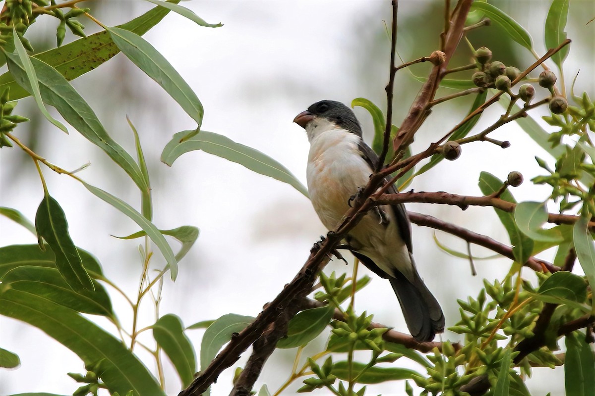 White-bellied Seedeater - ML531595531