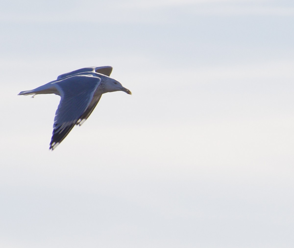 Herring Gull - ML531596381