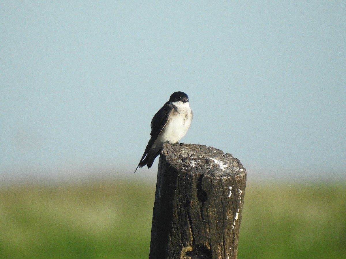Chilean Swallow - ML531596571