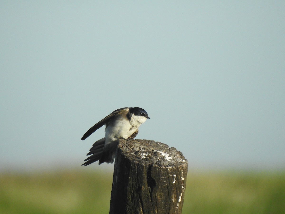 Chilean Swallow - ML531596581