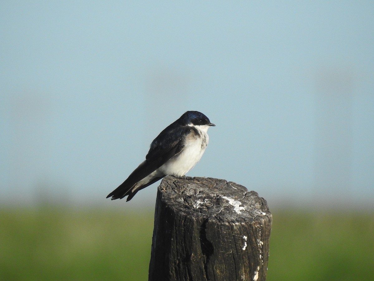 Chilean Swallow - ML531596591