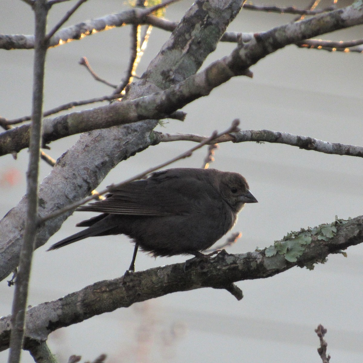 Brown-headed Cowbird - ML531598951