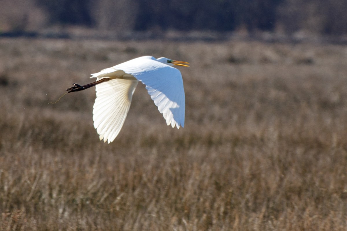 Great Egret - ML531600251