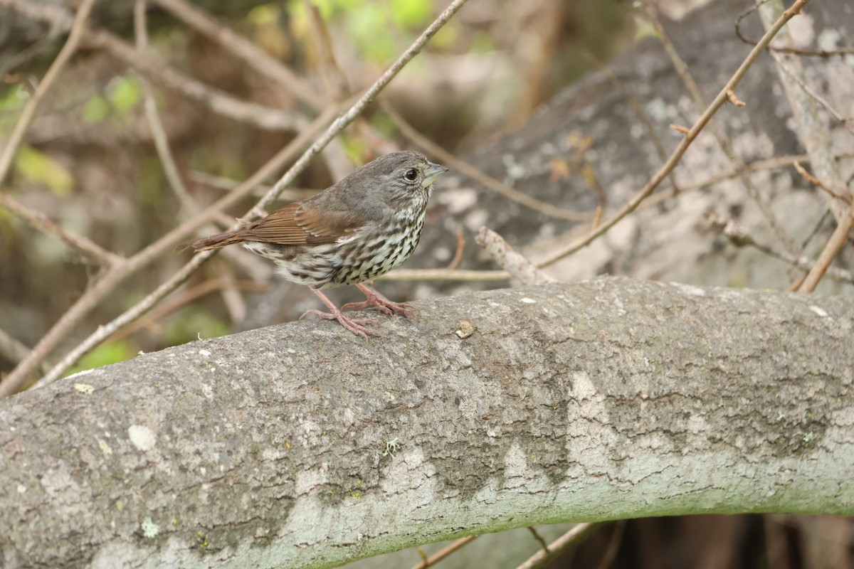 Fox Sparrow - ML531604621